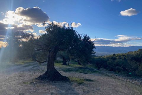 Landejendom i El Perello, Tarragona, El Perello - € 30.000 | Ref: Finca Javier Bi - foto 21